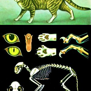 Planse zoologie