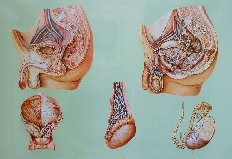 Organele bazinului la barbat