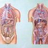 Organele cavitatii toracice si abdominale I