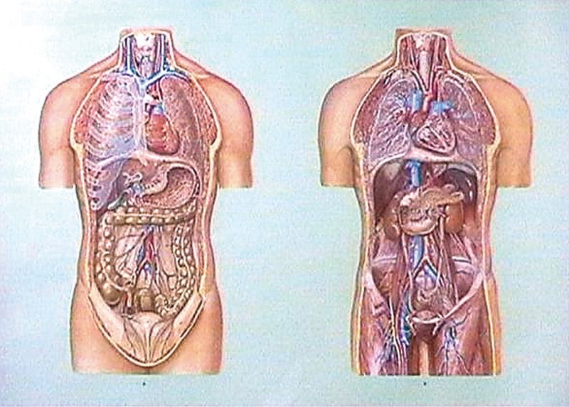 Organele cavitatii toracice si abdominale I