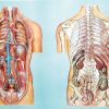 Organele cavitatii toracice si abdominale II