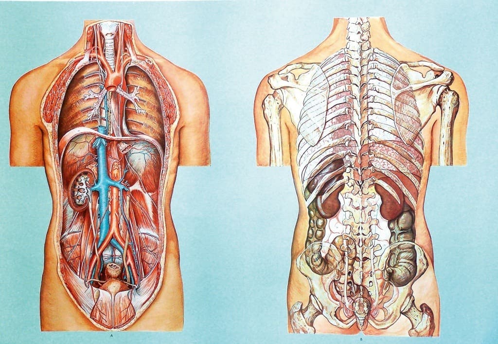 Organele cavitatii toracice si abdominale II