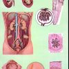 Sistemul excretor si aparatul renal