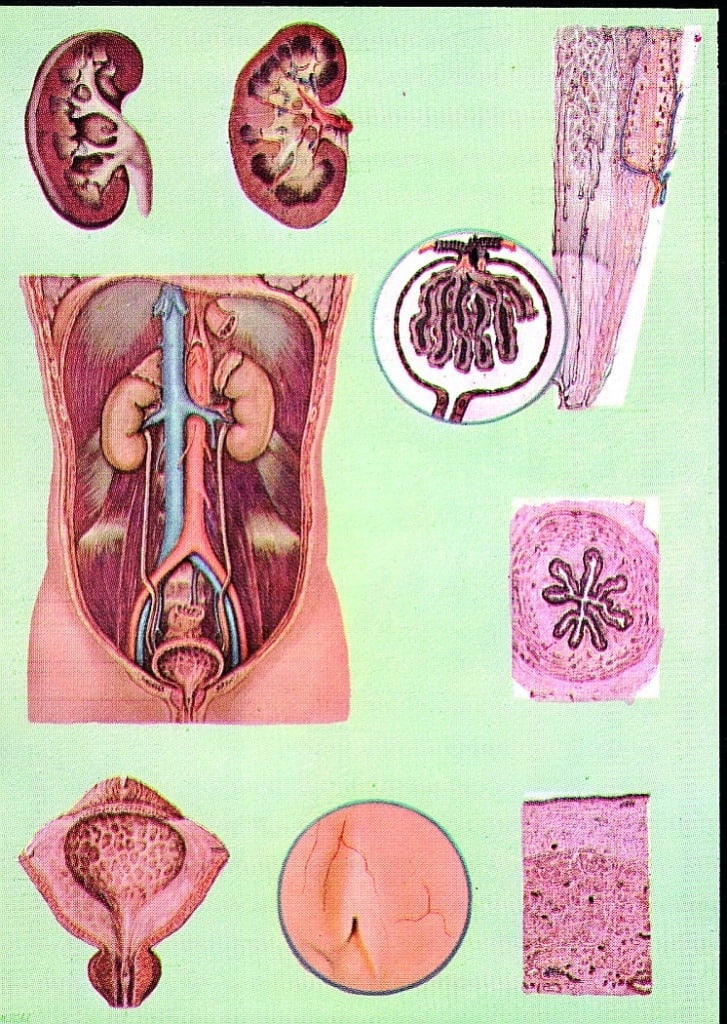 Sistemul excretor si aparatul renal