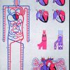Circulatia sistemica si pulmonara