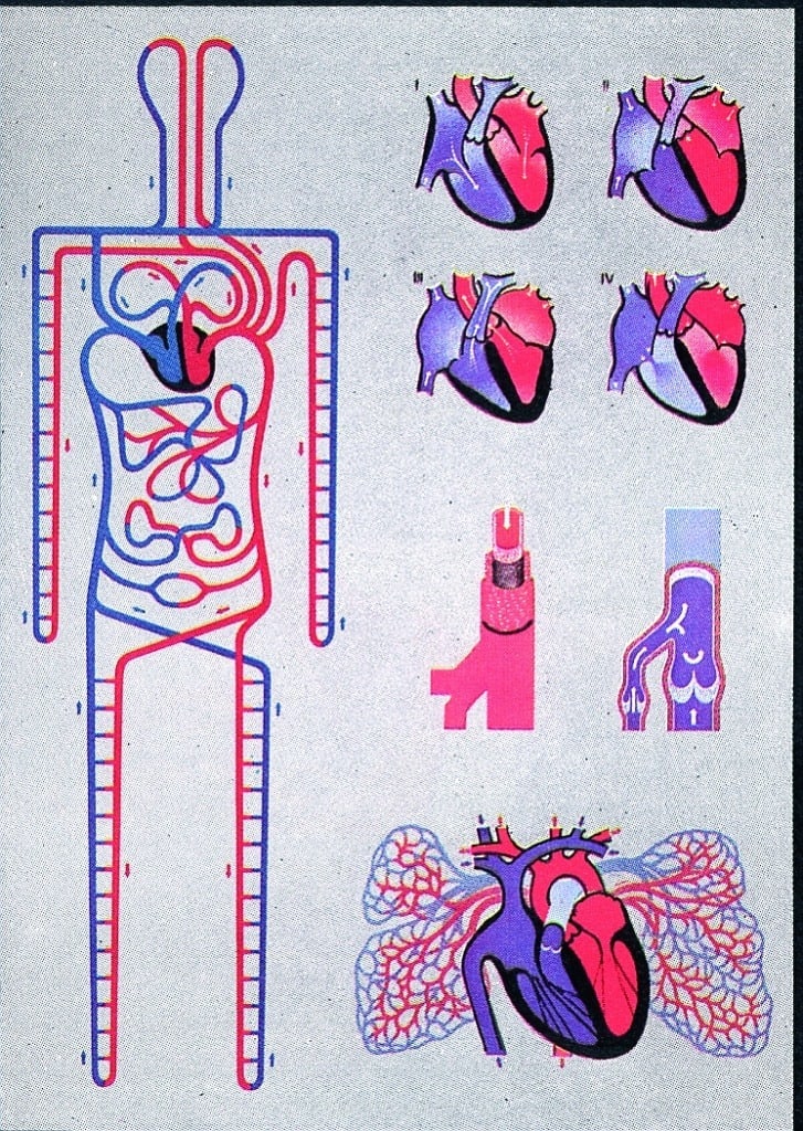 Circulatia sistemica si pulmonara
