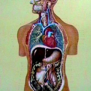 Planse anatomie