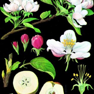 Planse botanica